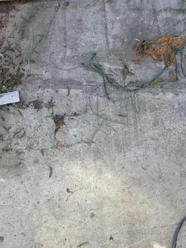 Gay sex chat with chepo00 - camgaychat.com - Spain