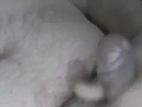 Gay sex chat with caliente865 - camgaychat.com - Spain