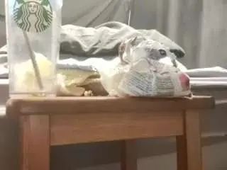 Gay sex chat with stormthepuppyb4kinc - camgaychat.com - Britain