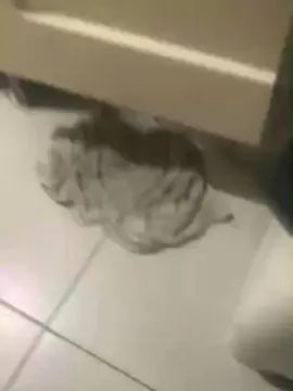 Gay sex chat with Neggaoodotado - camgaychat.com - Portugal